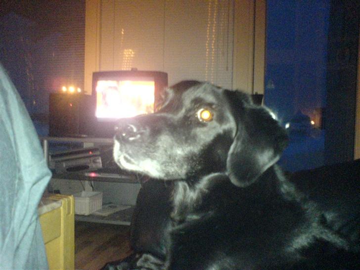 Blanding af racer Frans <3 RIP :( - lad nu være. lyset irritere mig, melena! billede 6