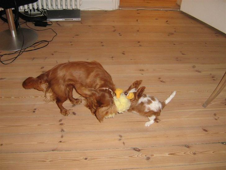 Cavalier king charles spaniel Maggie billede 7