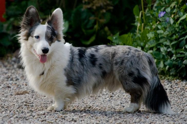 Welsh corgi cardigan Snuggi billede 1