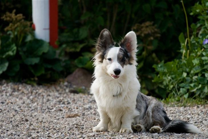 Welsh corgi cardigan Snuggi billede 2