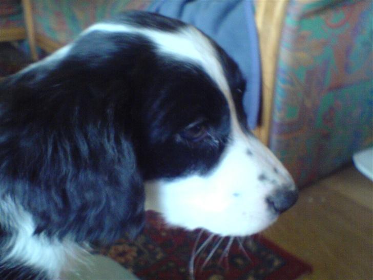 Border collie Daisy - hun er da sød billede 5