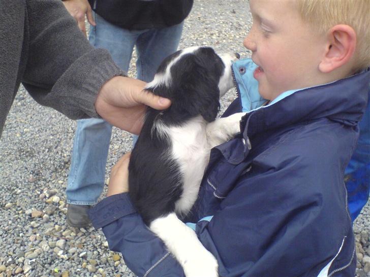 Border collie Daisy - den gang vi var ude og se hende det er min lillebror der står med hende billede 6