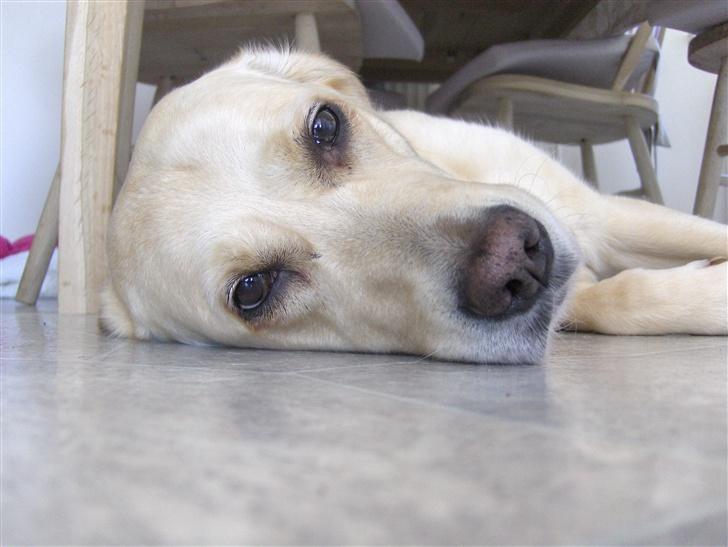 Labrador retriever Sussi billede 4