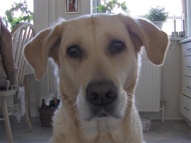 Labrador retriever Sussi billede 5