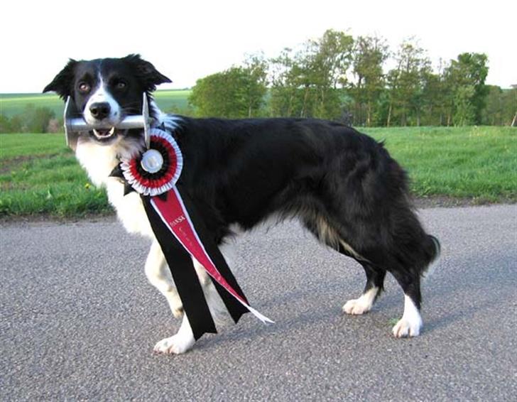 Border collie RHLP1 Asasara Du Er Salsa - Min Mor..... DuDer LP1 (LP2 LP3 DKLPCH Du Der Of Xilver Highland)  billede 2