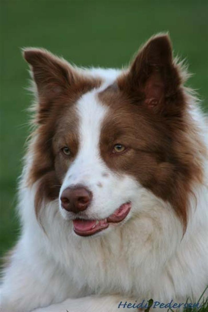 Border collie RHLP1 Asasara Du Er Salsa - Min Far....Choko (LP1 LP2 Laetare Wynono) billede 3