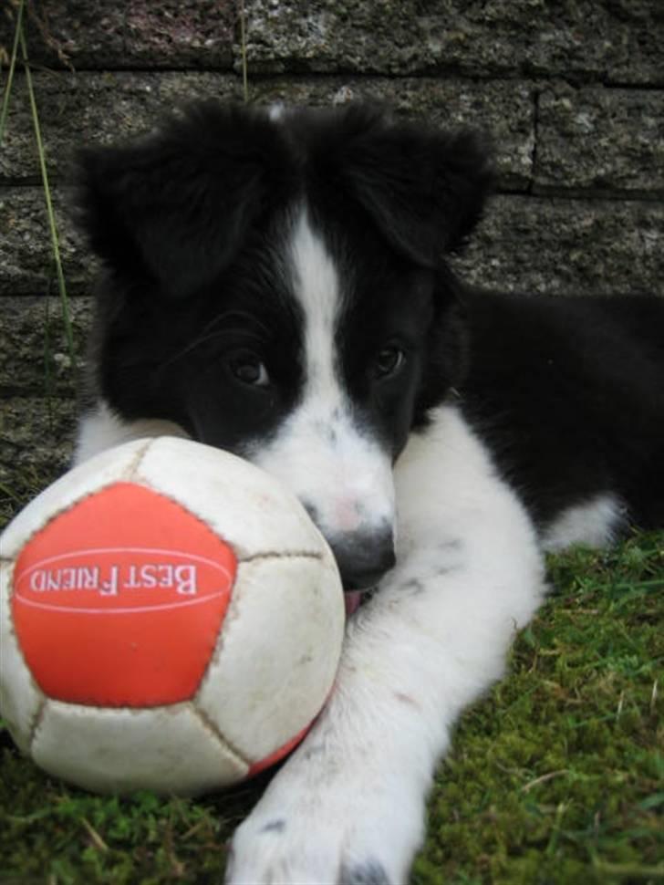 Border collie RHLP1 Asasara Du Er Salsa - Det er min...... billede 4