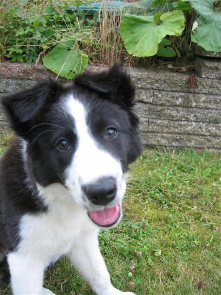 Border collie RHLP1 Asasara Du Er Salsa - Hey.... billede 5