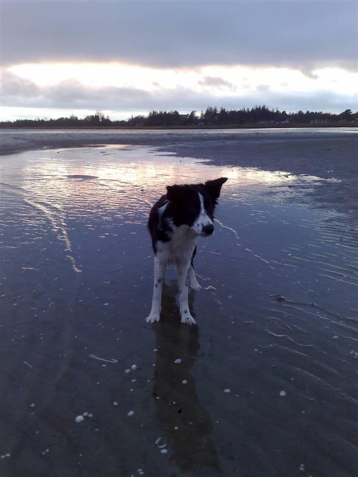 Border collie RHLP1 Asasara Du Er Salsa - Smukt december 2007 billede 6