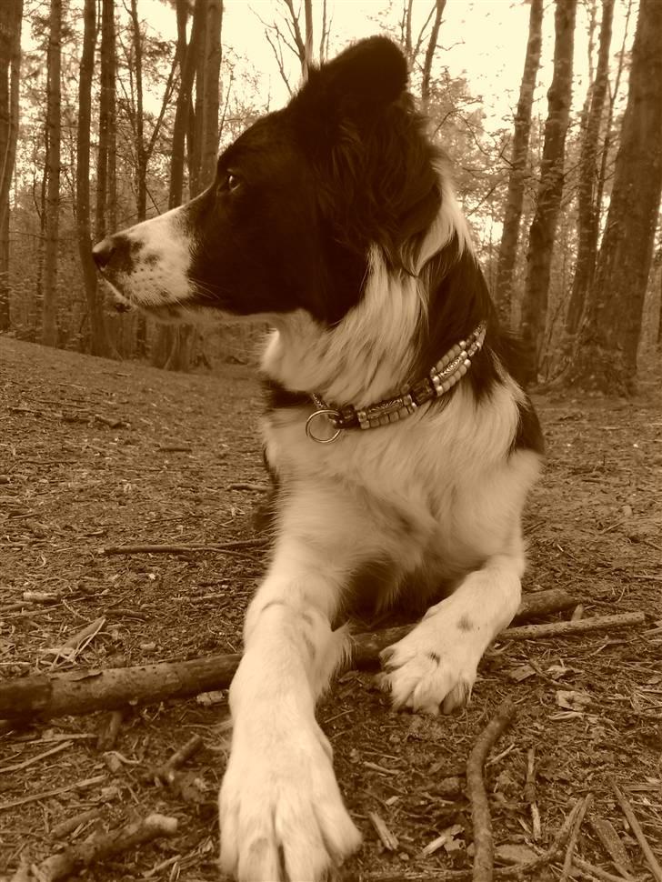 Border collie RHLP1 Asasara Du Er Salsa - Salsa i profil maj 2008 billede 7