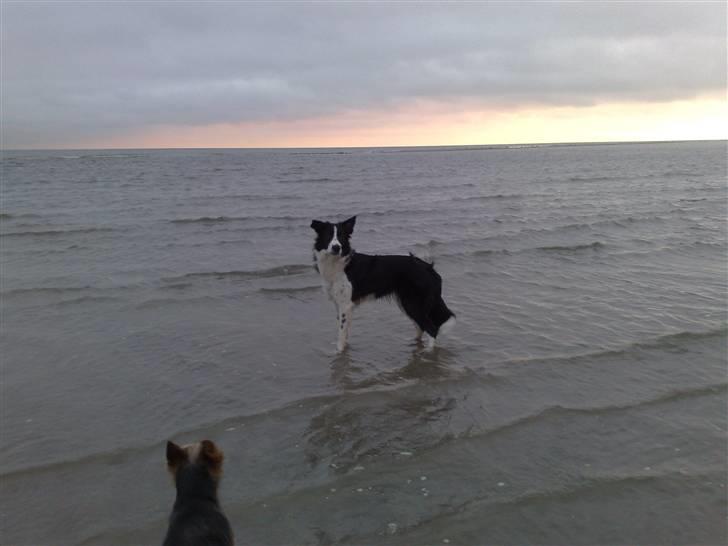 Border collie RHLP1 Asasara Du Er Salsa - Salsa  Barney ved Hou stand december 2007 billede 8