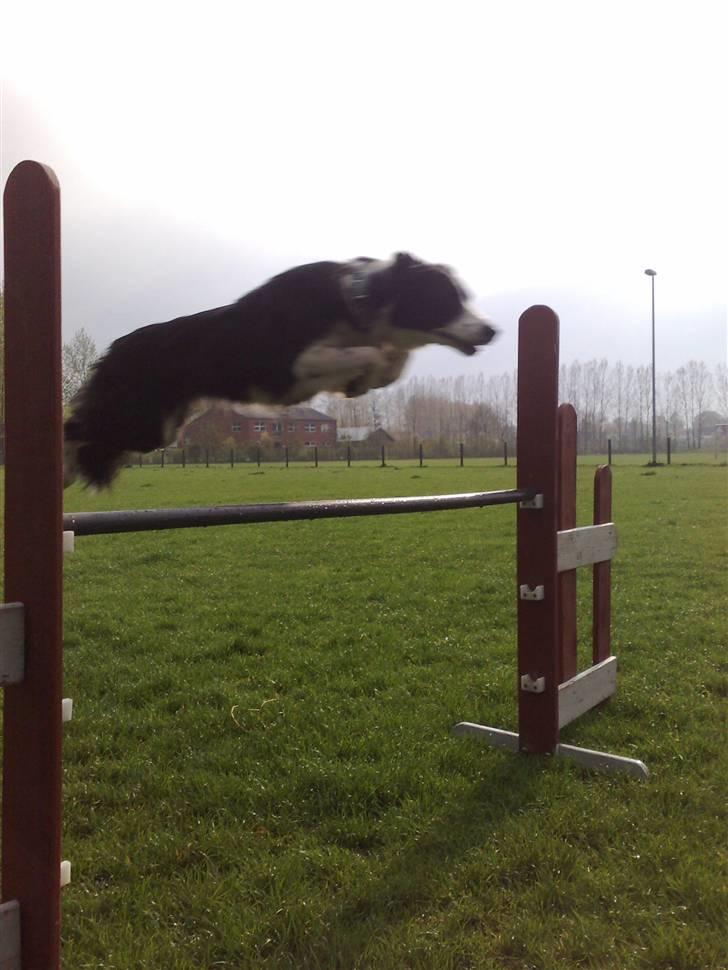 Border collie RHLP1 Asasara Du Er Salsa - Kanon flot sprinteknik....maj 2008 billede 9