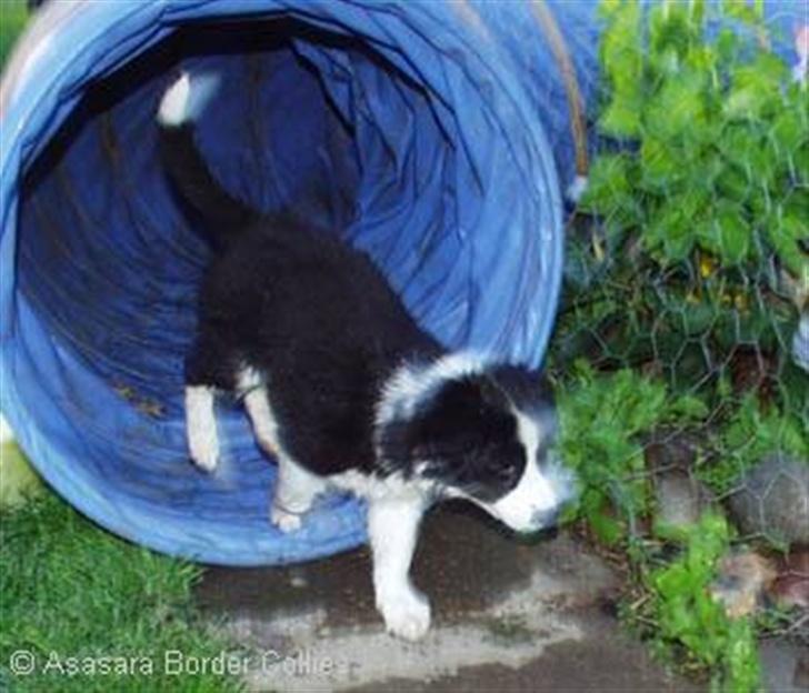 Border collie RHLP1 Asasara Du Er Salsa - Man kan ligeså godt starte agilitytræningen først som sidst......c´;) billede 10