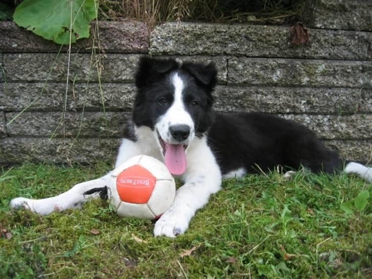 Border collie RHLP1 Asasara Du Er Salsa - Pyha.....det kan være hårdt at mandsopdække bolden. 14 uger billede 11