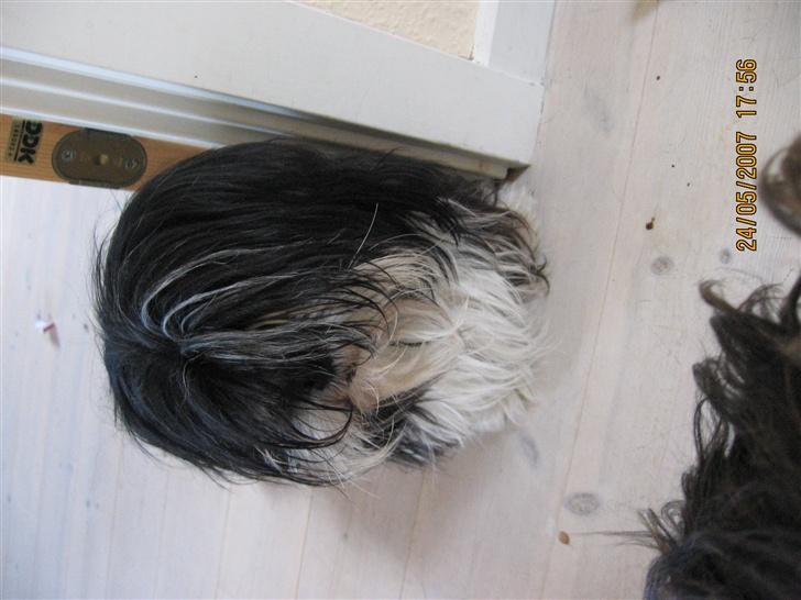 Lhasa apso Chilli billede 15