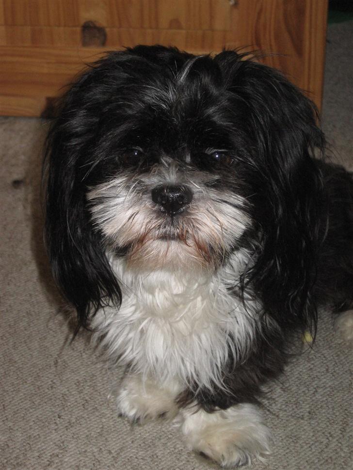 Lhasa apso Chilli billede 16
