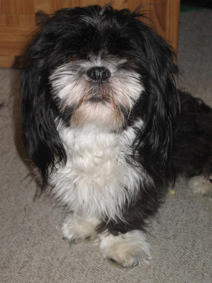 Lhasa apso Chilli billede 17