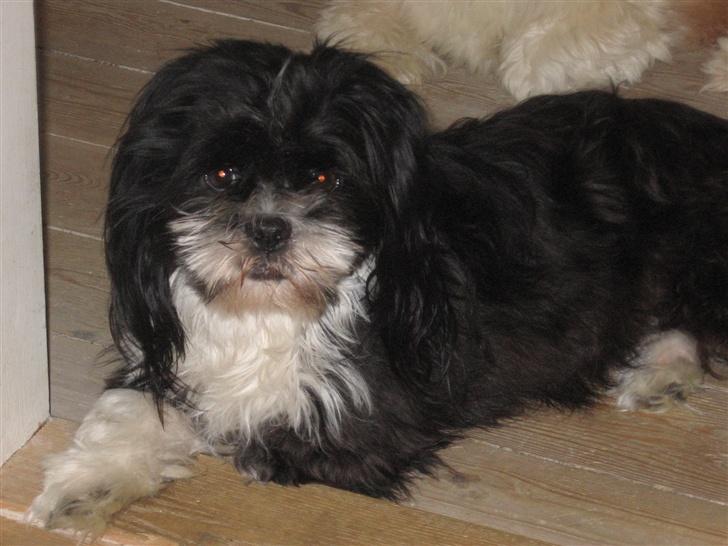Lhasa apso Chilli billede 18