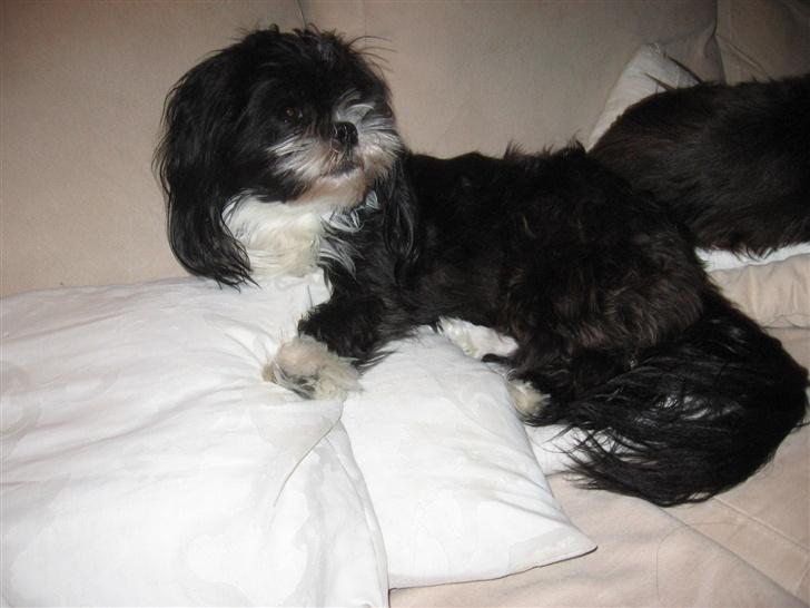 Lhasa apso Chilli billede 19