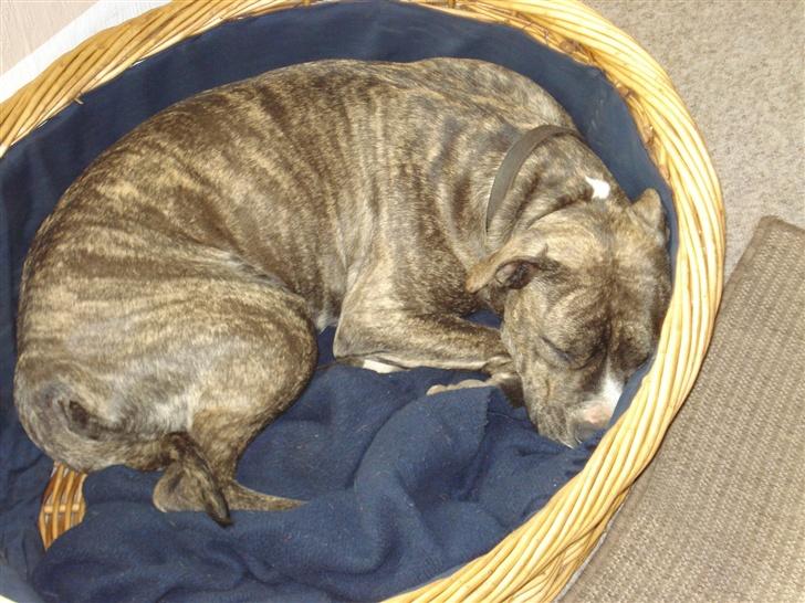 Amerikansk staffordshire terrier Freja - Putter i min kurv. billede 9