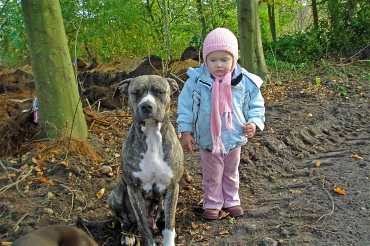 Amerikansk staffordshire terrier Freja - Freja er vild med lille Ida billede 10