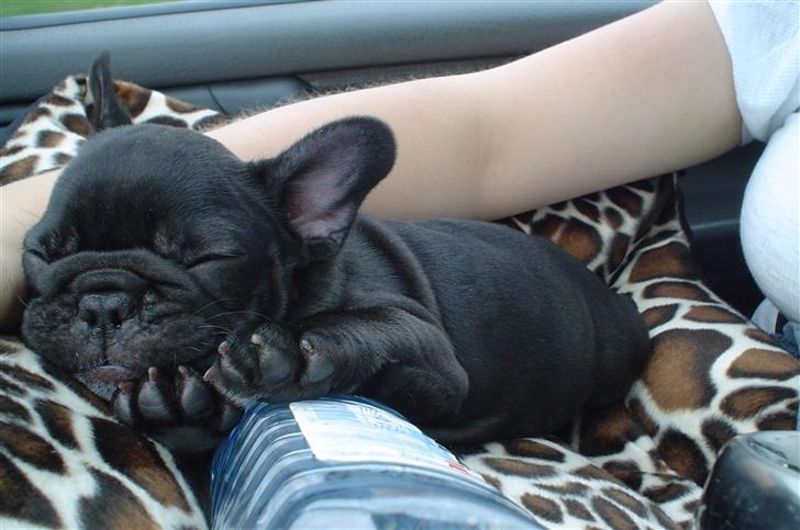 Fransk bulldog FreYse - Jeg får mig li en lille Morfar sammen med min flaske. billede 6