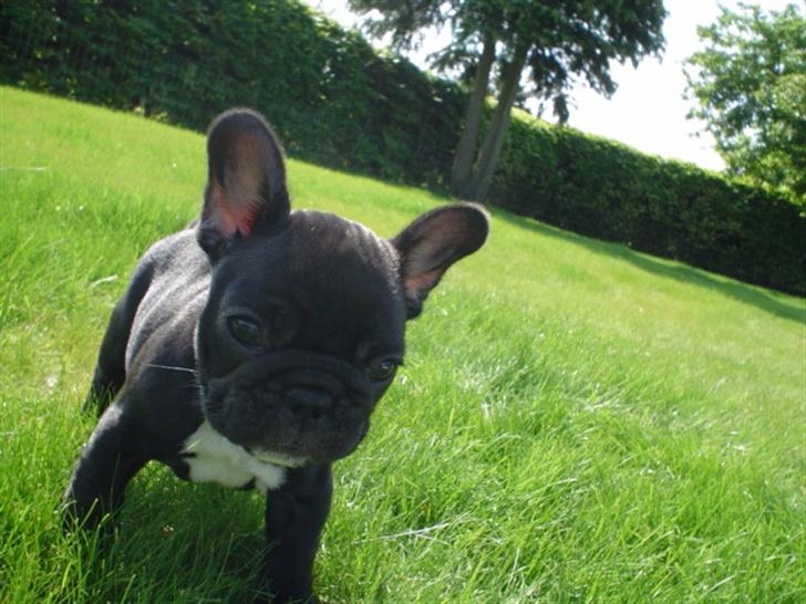 Fransk bulldog FreYse - Hmm.. Hva er det... billede 7