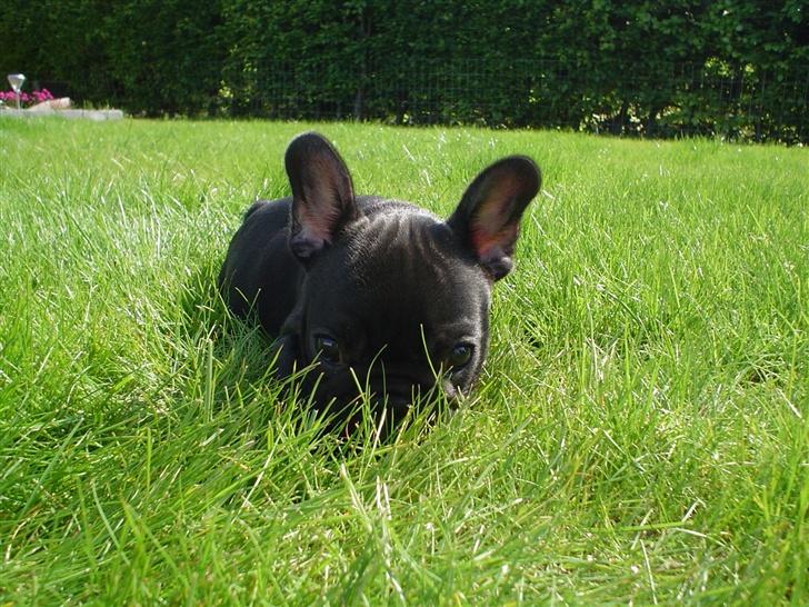 Fransk bulldog FreYse - Jeg gemmer mig li.. billede 8