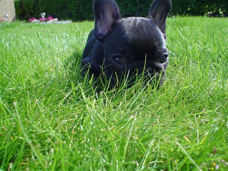 Fransk bulldog FreYse - Bare vent.. Jeg angriber om lidt :) billede 9