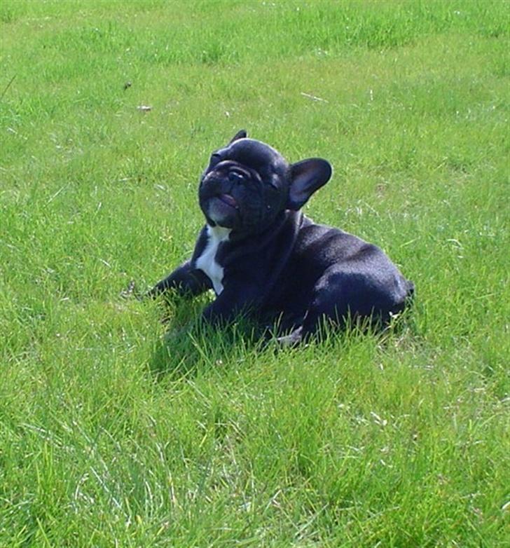 Fransk bulldog FreYse - Thi Hiih hi..  billede 10