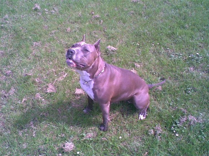 Amerikansk staffordshire terrier Blue R.I.P billede 17