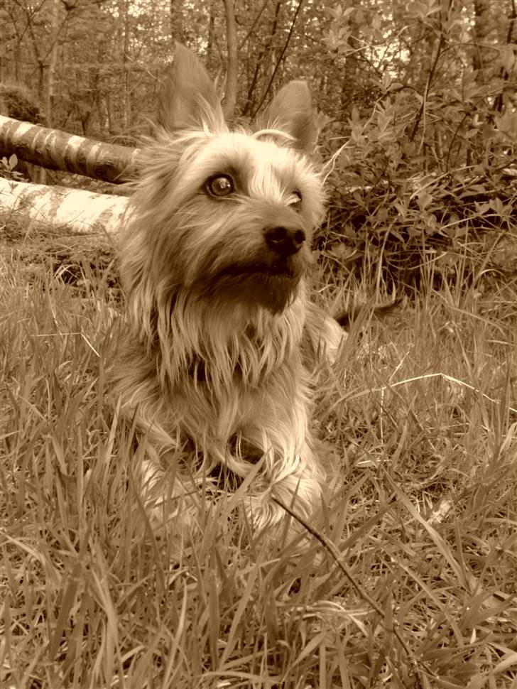 Australian silky terrier Quick Sílk´s Barney - På skovtur maj 2008...7½ år gammel, det kan man jo ikke se:o) billede 17
