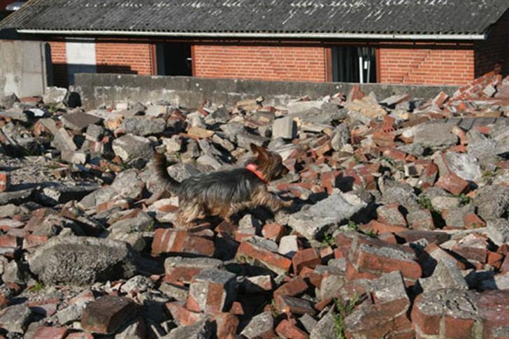 Australian silky terrier Quick Sílk´s Barney - Søger efter figuranter...... billede 18