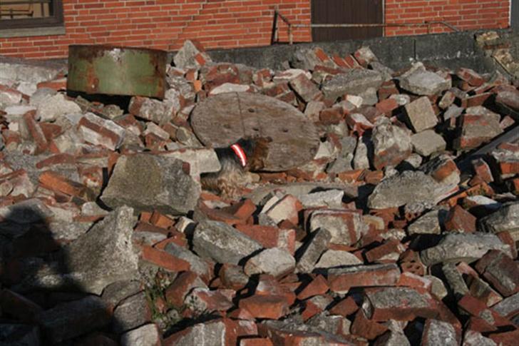 Australian silky terrier Quick Sílk´s Barney - Så var der bingo, 1 stk. figurant fundet...... billede 19