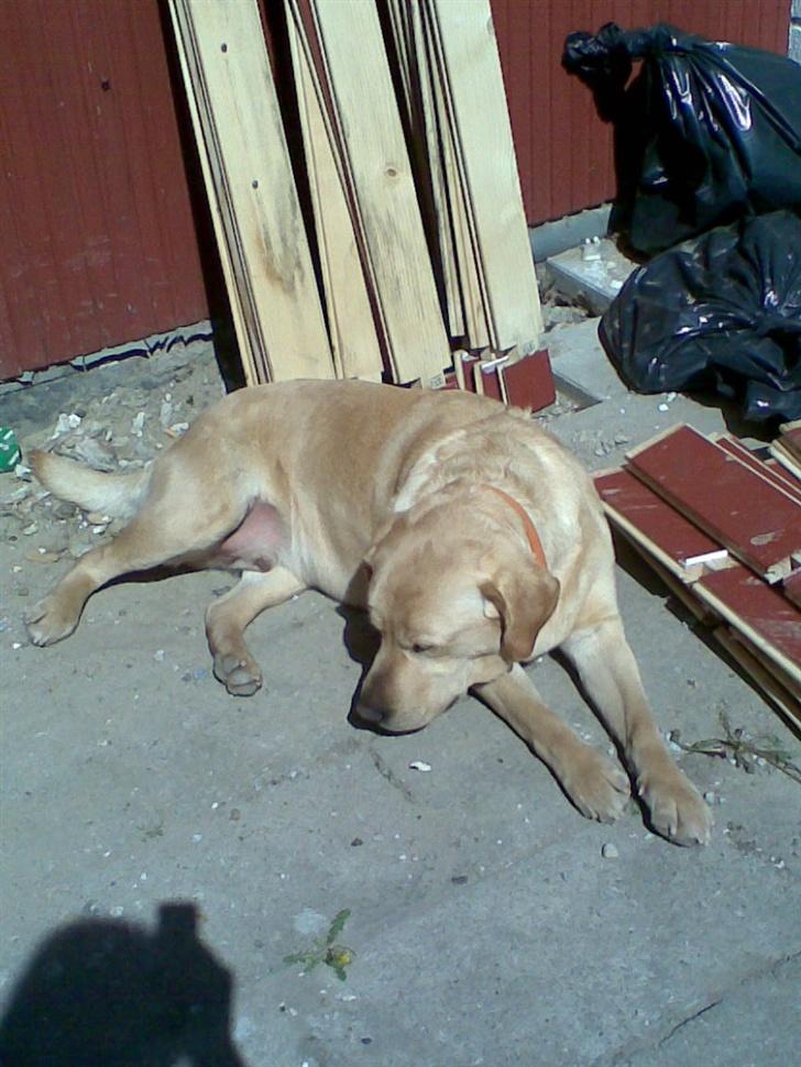 Labrador retriever Pongo billede 1