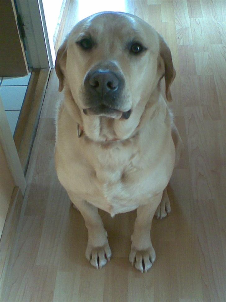 Labrador retriever Pongo billede 4