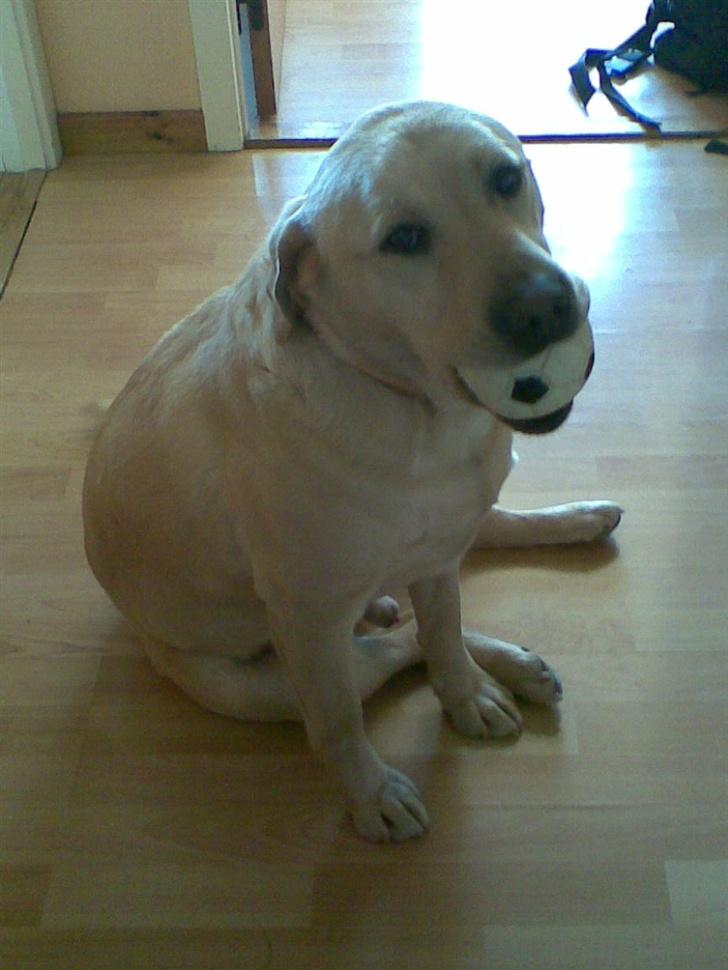 Labrador retriever Pongo billede 5