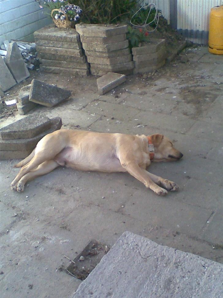 Labrador retriever Pongo billede 6