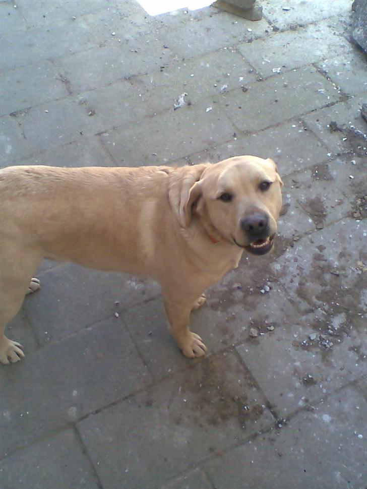 Labrador retriever Pongo billede 7