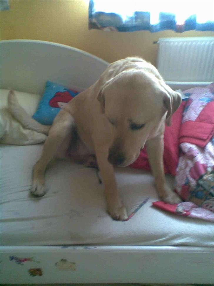 Labrador retriever Pongo billede 8