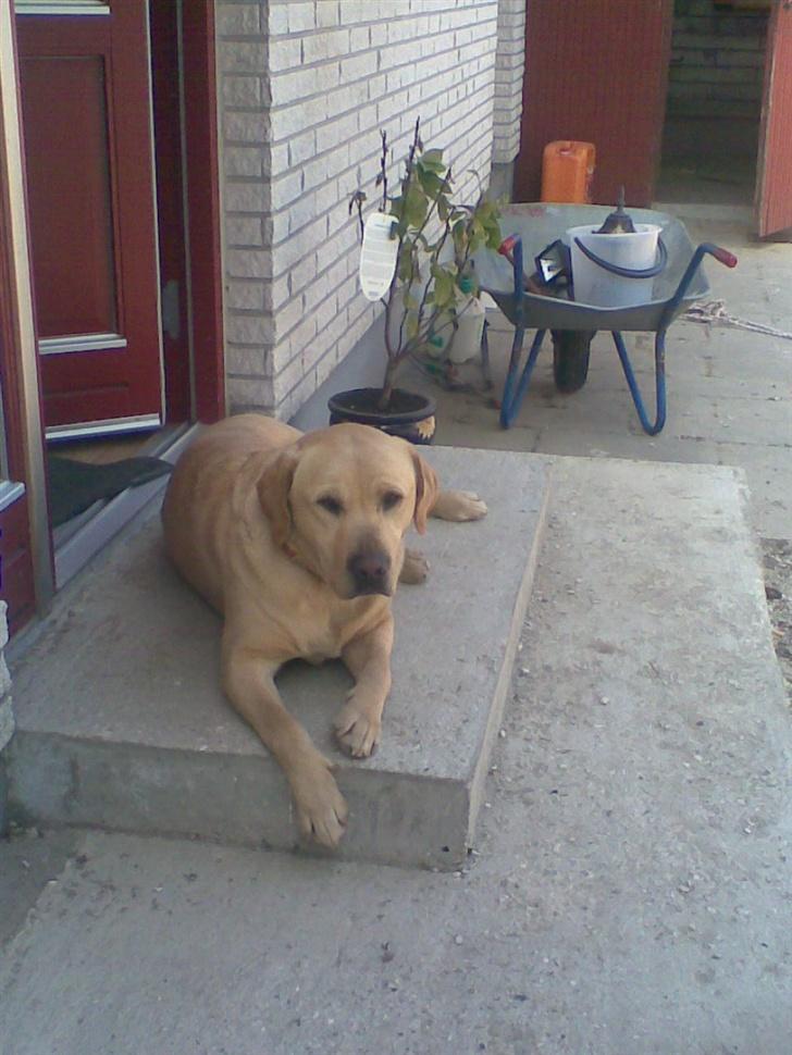 Labrador retriever Pongo billede 12