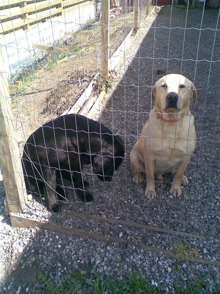 Labrador retriever Pongo - Her er han sammen med sin mor billede 13
