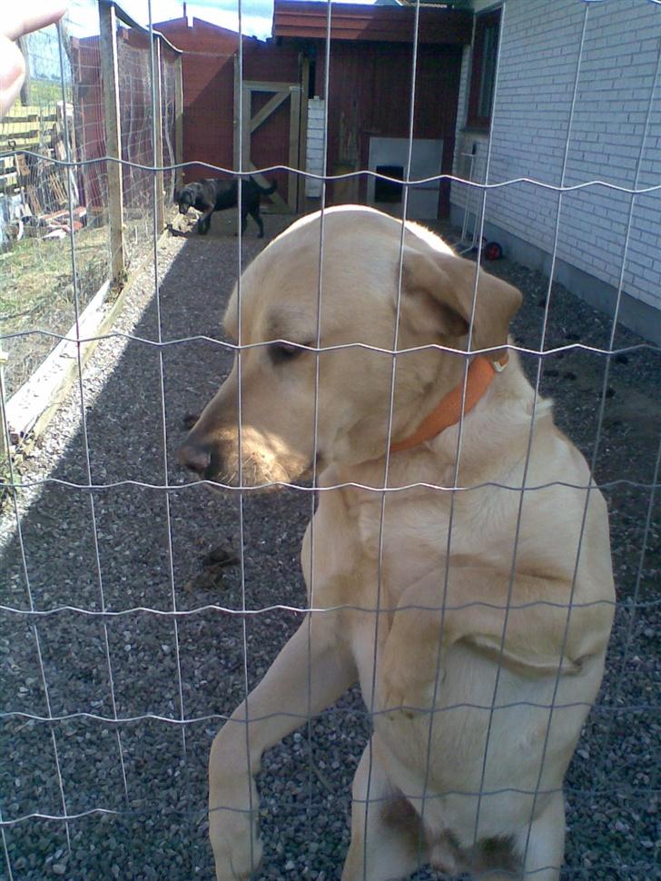 Labrador retriever Pongo billede 14