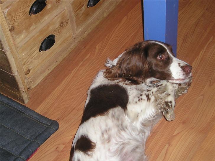 Engelsk springer spaniel tikki  R.I.P - mig billede 8