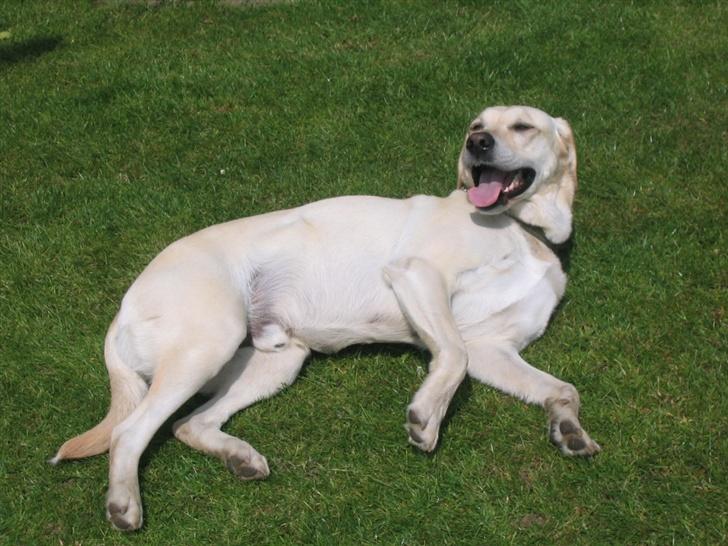 Labrador retriever Bonzo (Formel 1) - efter en gang boldspil i haven billede 1