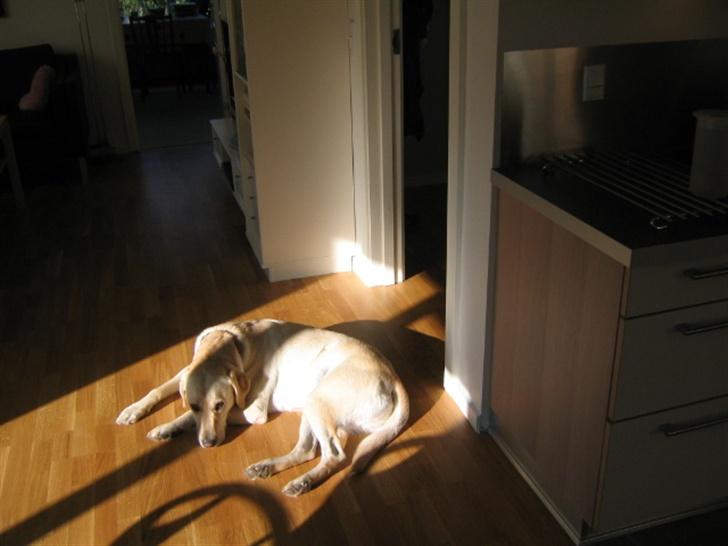 Labrador retriever Bonzo (Formel 1) - En dejlig slapper på det dejlige træ gulv billede 2