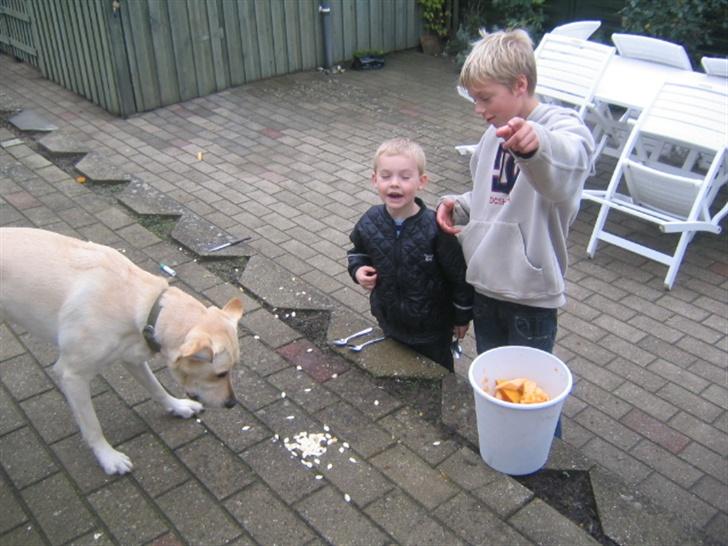 Labrador retriever Bonzo (Formel 1) - Her kan i se hvor nysgrig han er billede 3