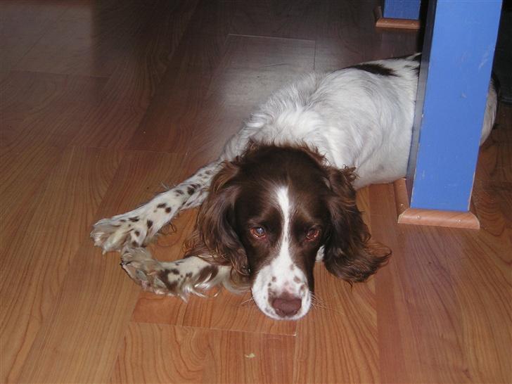 Engelsk springer spaniel tikki  R.I.P - mig billede 9