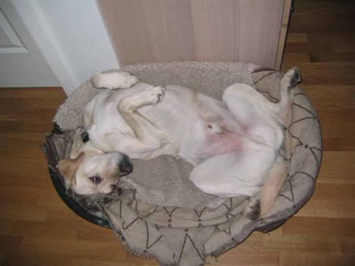 Labrador retriever Bonzo (Formel 1) - Det er så hans meget underlige måde at ligge på. Han sover nogen gange sådan ?? billede 4