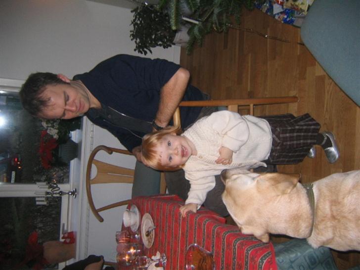 Labrador retriever Bonzo (Formel 1) - Lidt af en tiggeprins er han vidts osse billede 5